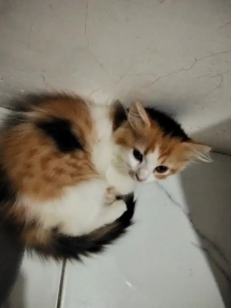 Ank kucing imut betina lucu