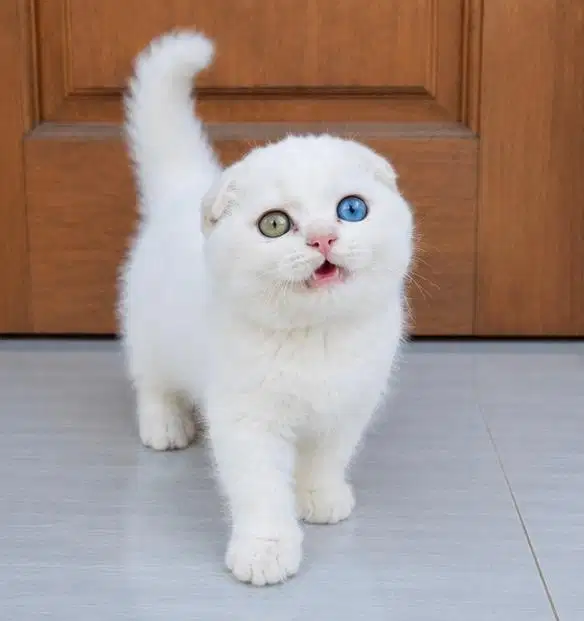 Scottish fold oddeye