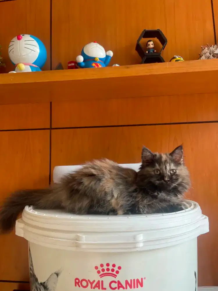 KUCING PERSIA BIG BONE (pure blood)