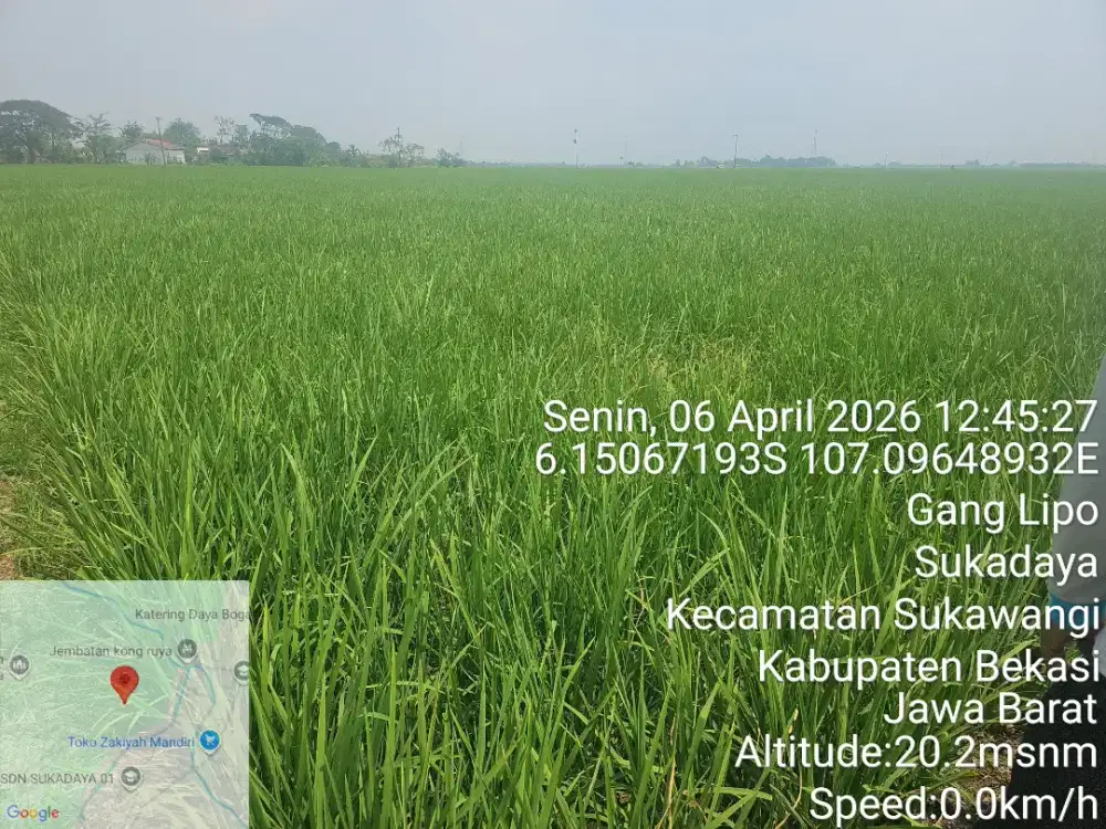 DIJUAL SAWAH 1000 METER