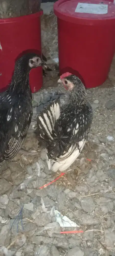 Sepasang ayam batik