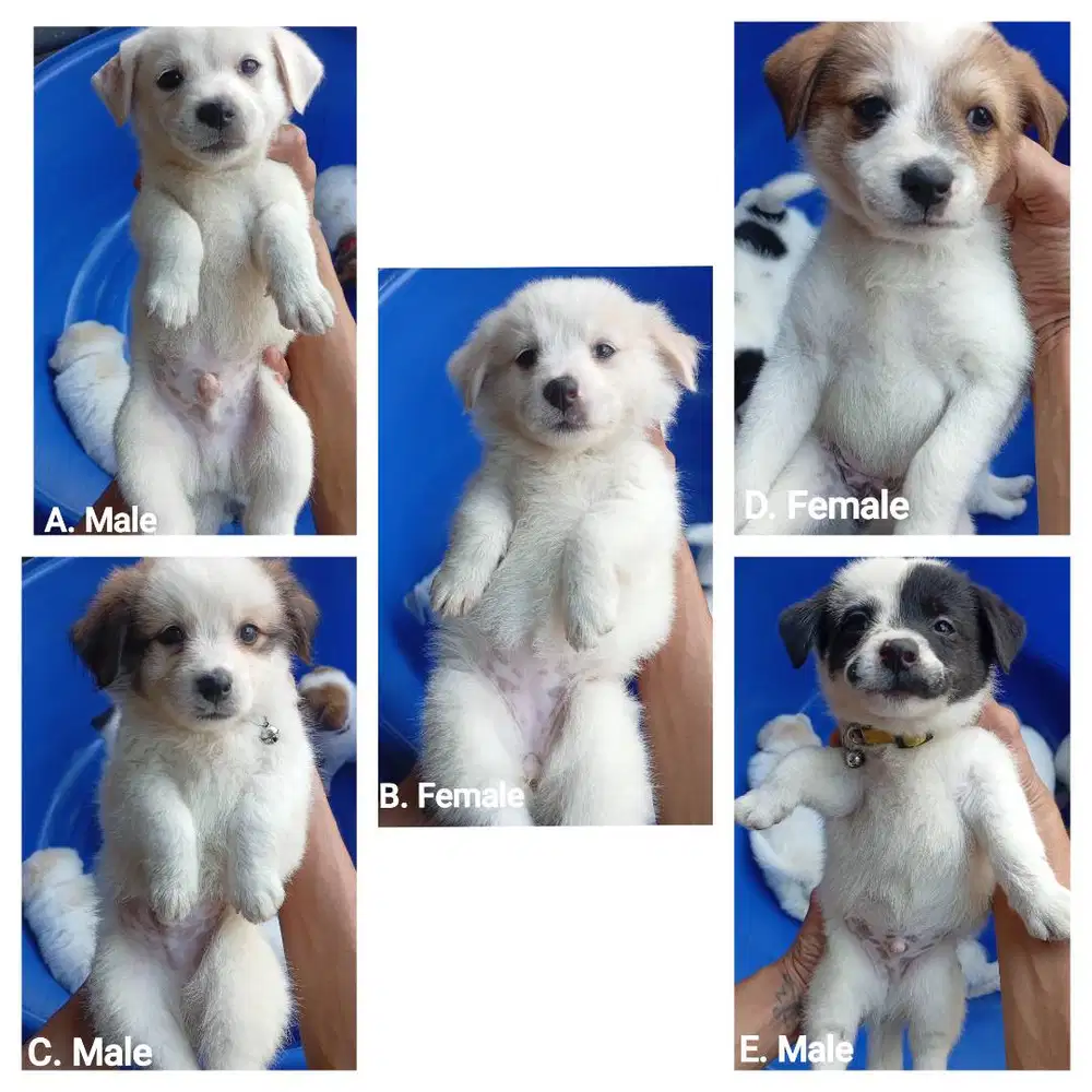 Mini Shih Tzu Mix Kintamani