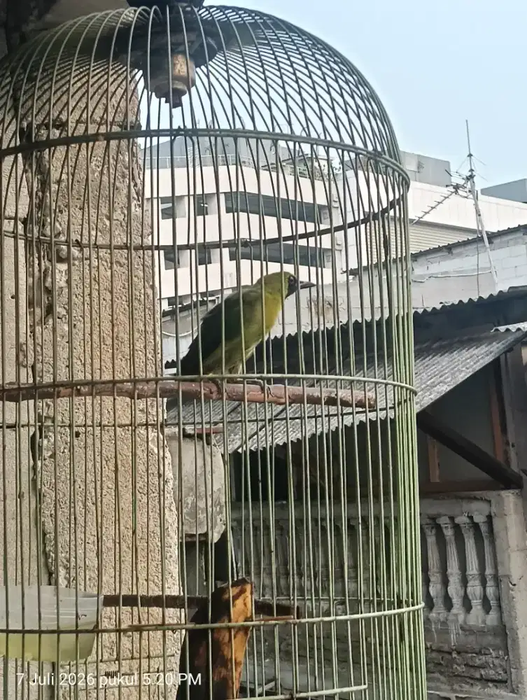 KICAU BANDANGAN