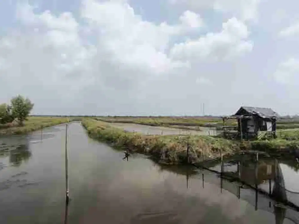 Tanah Lahan Tambak 5hektar Murah di Pantai Mekar Bekasi