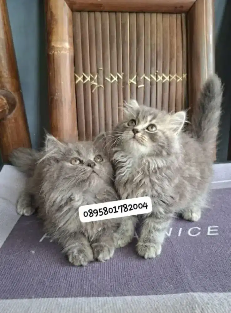 kucing anggora/ kitten betina/kucing persia jantan