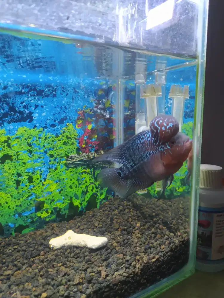 Jual Ikan Louhan SRD