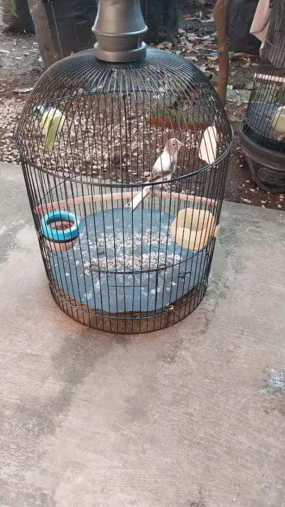 Jual Burung Kenari