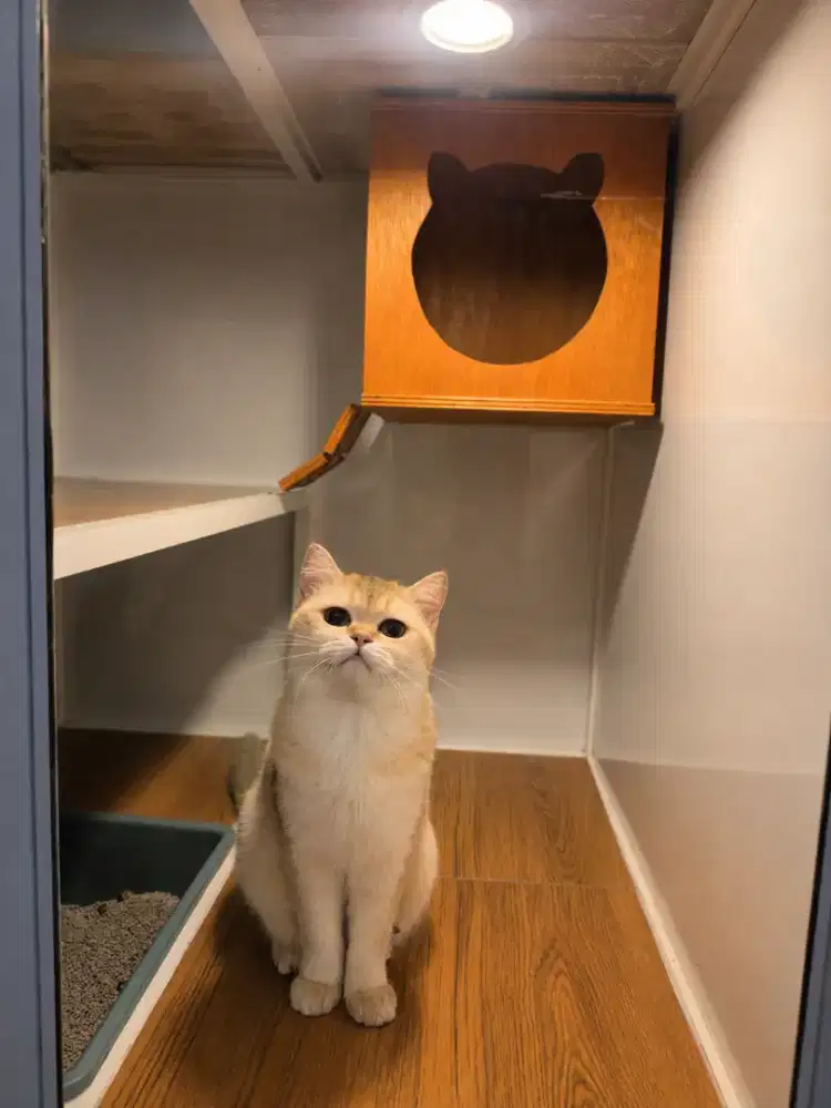 Bsh kucing betina 10bulan