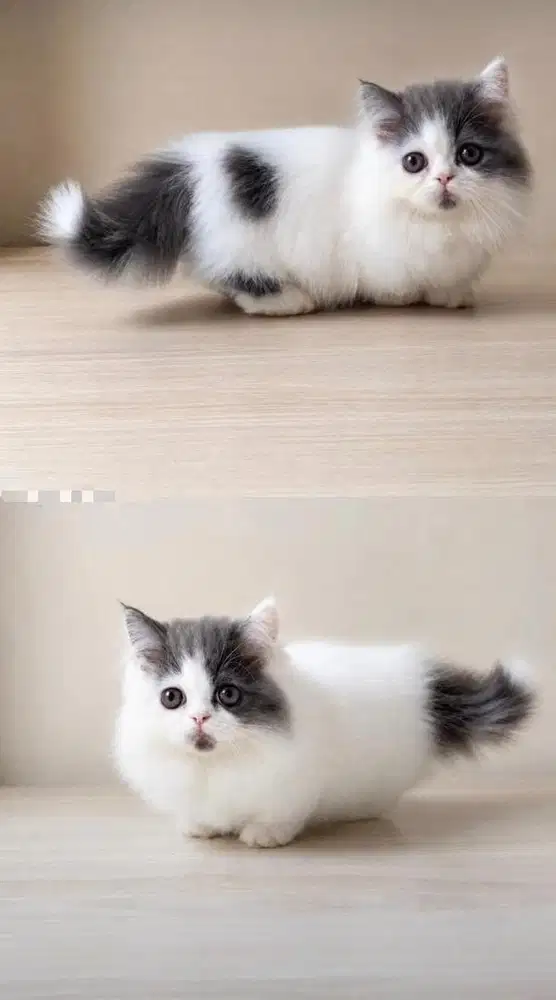 Kitten munchkin