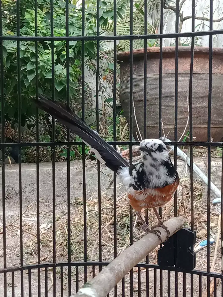 Murai semi panda jantan
