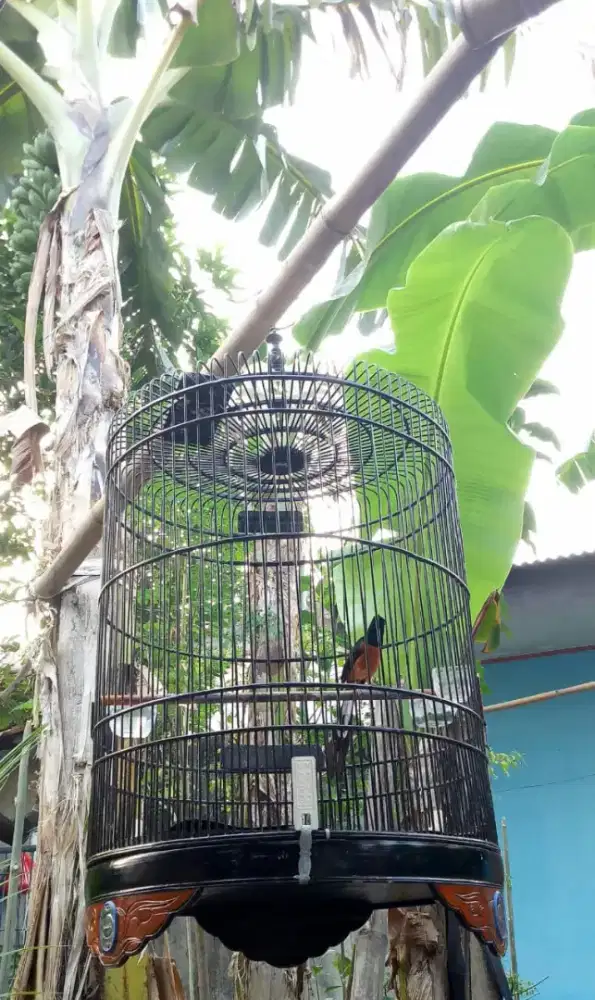 Burung murai gacor