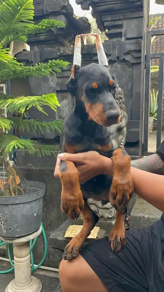 Anak anjing dobermann