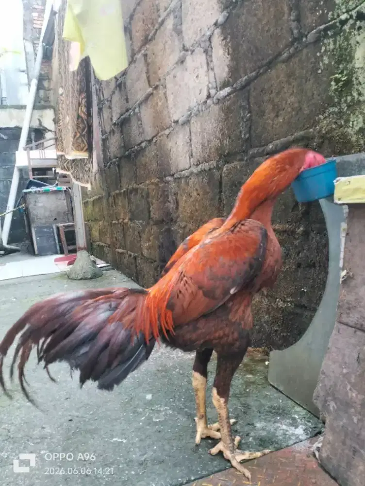 Ayam bangkok super