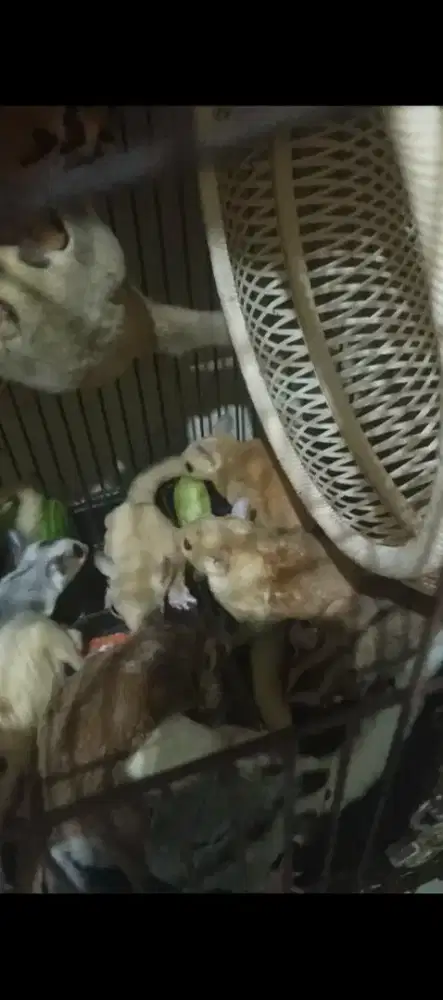 Boleh Silakn Nego aja Edisi jual satuan mau jenis jantan/betina trsdia