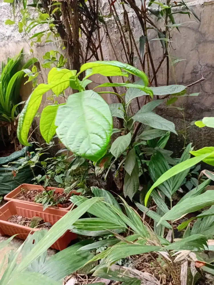 Jual pohon salak ada 10pohon