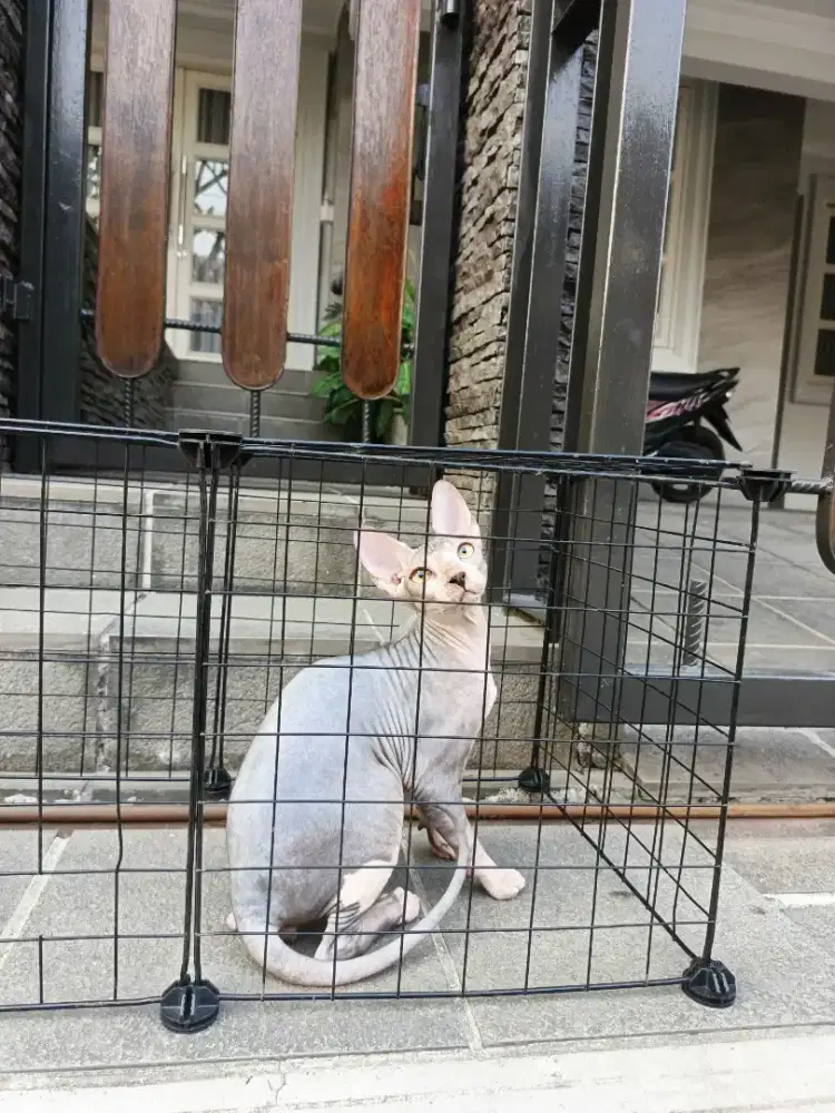 KUCING SPHYNK ADULT