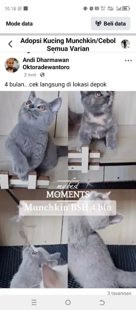 Munchkin BSH jantan dan betina