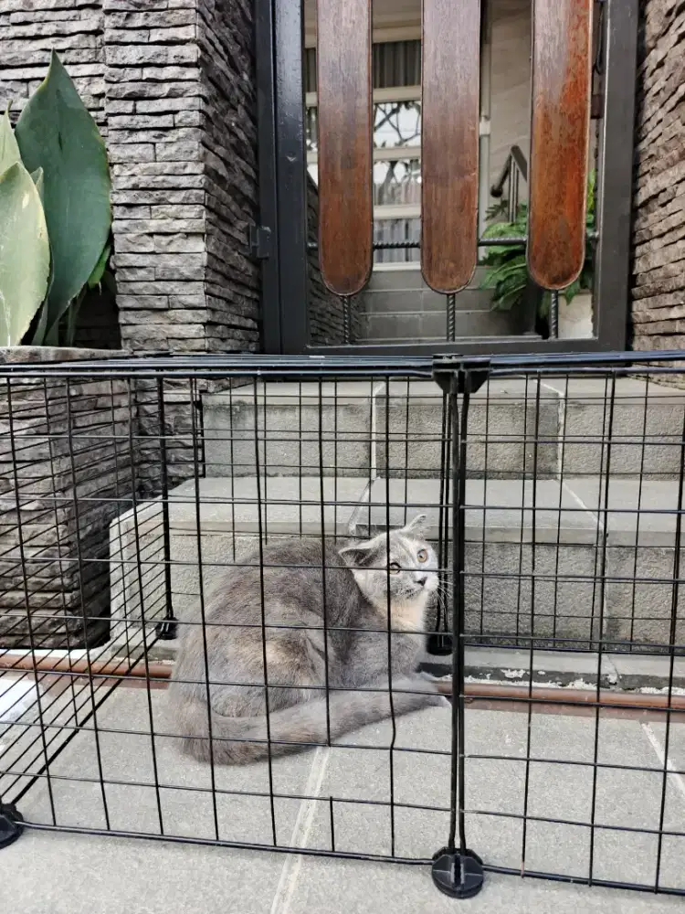 KUCING BSH X SCOTTISH FOLD
