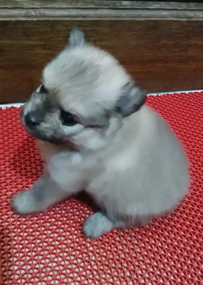 Minipom non stambum.