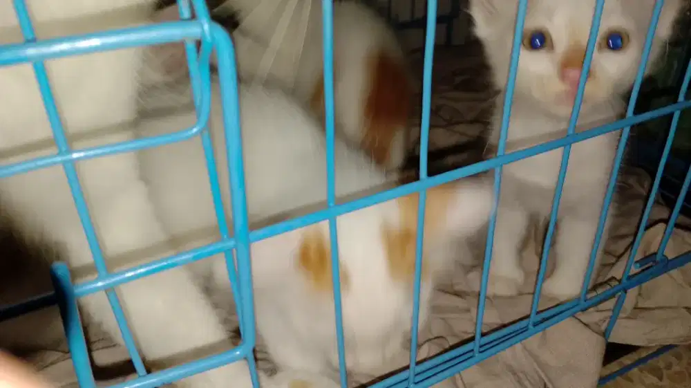 Open adopt empus meong