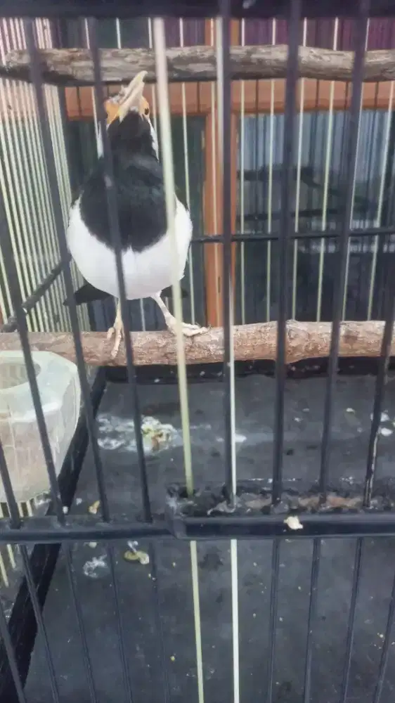 Jalak suren minusan tapi gacor