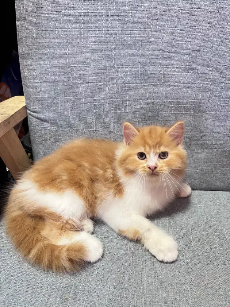 kucing kitten anakan anggora persia ragdoll himalaya nowergian
