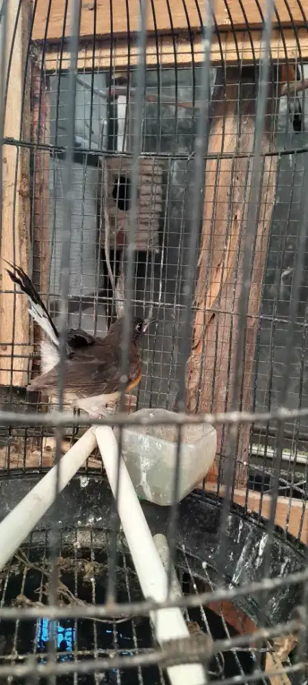 Murai batu trotol betina
