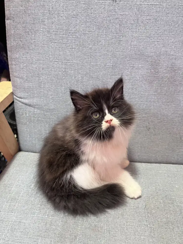 anakan kucing anggora persia himalaya ragdoll mainecoon british dll