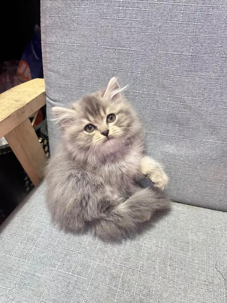 kucing kitten anakan mainecoon nowergian anggora persia peaknose