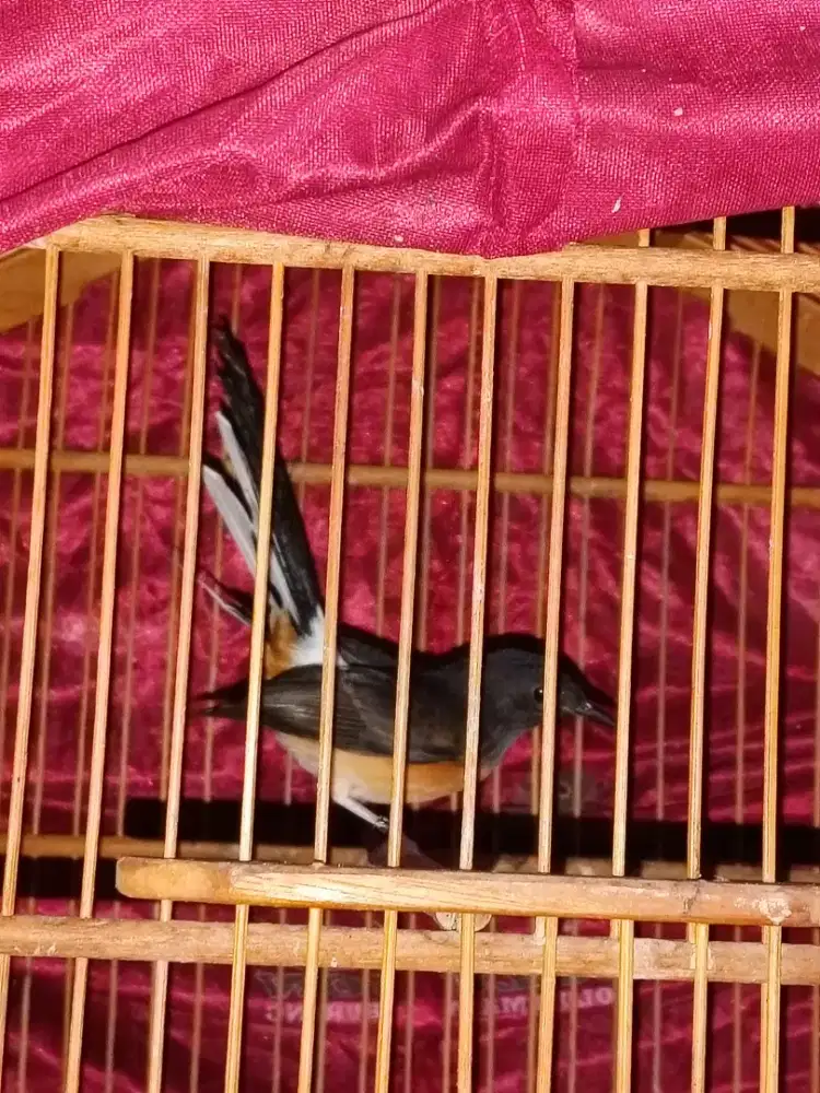 Burung murai medan betina siapan