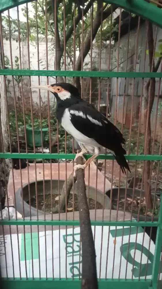 Jalak suren betina