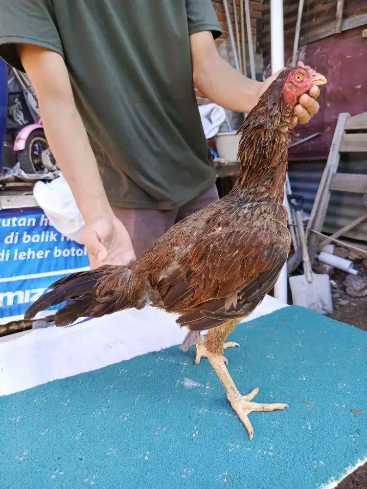 indukan magonn dewasa
