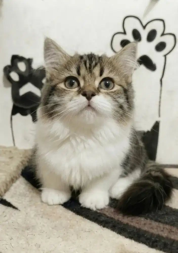 Munchkin minuet betina