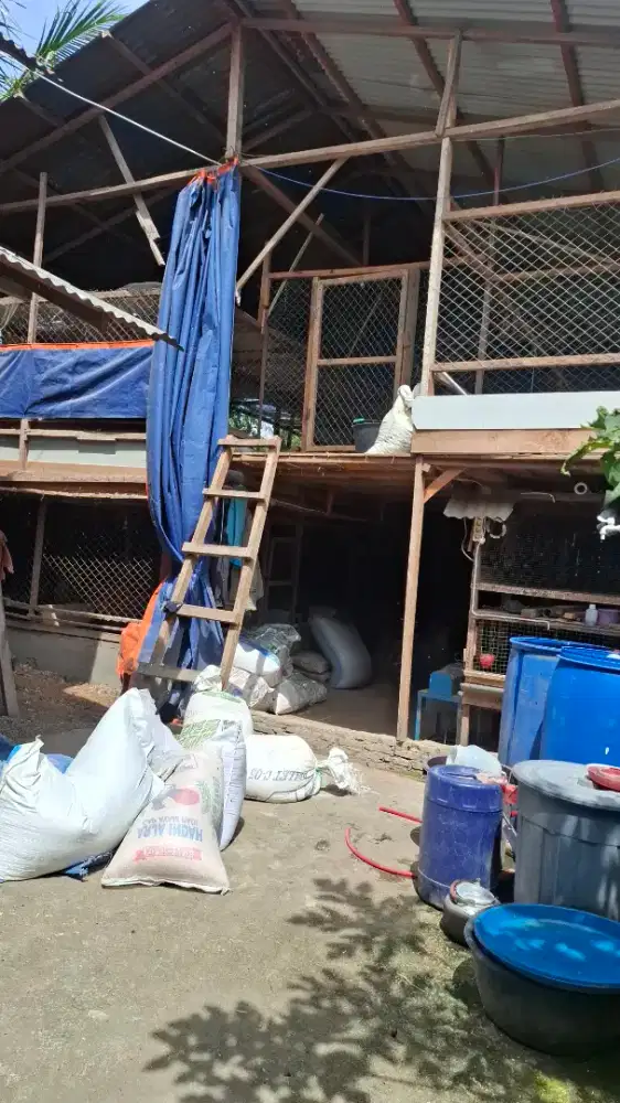 Usaha Peternakan Ayam Kampung