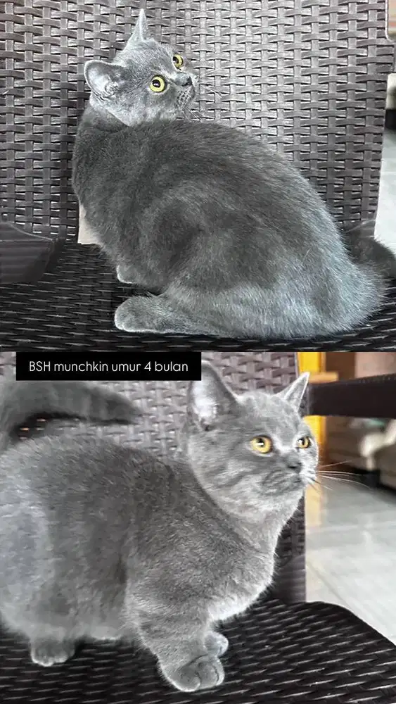 BSH Munckin Standart ( Blue Solid ) Betina