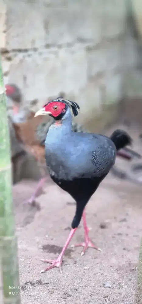 Ayam hias siamese pheasant