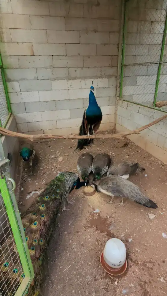 Burung m3rak india