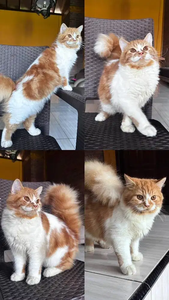 Bristih Long Hair ( BLH ) Jantan