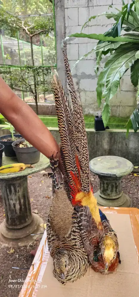 Ayam hias golden pheasant