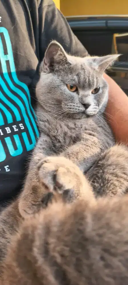 Adopsi 2 Ekor BSH Jantan & Betina, warna Solid Blue