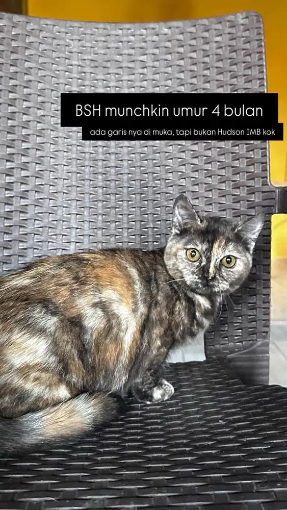 BSH Munchkin ( Tortie ) Betina