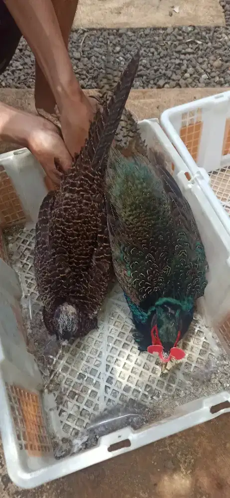 Ayam hias green pheasant