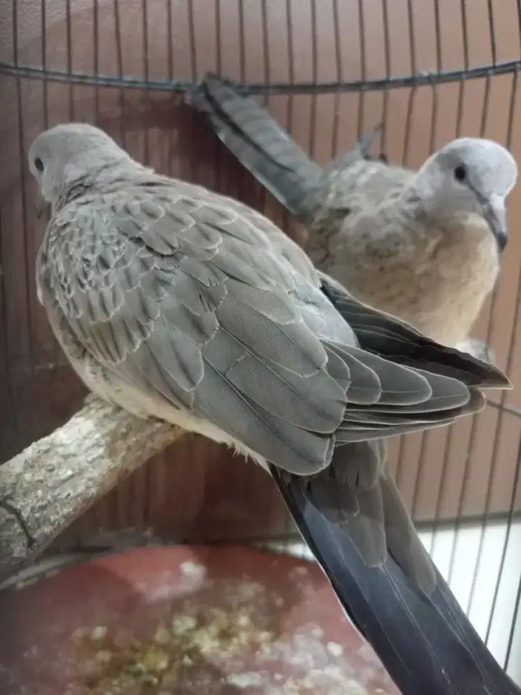 Tekukur Wild Muktikuk Multigen