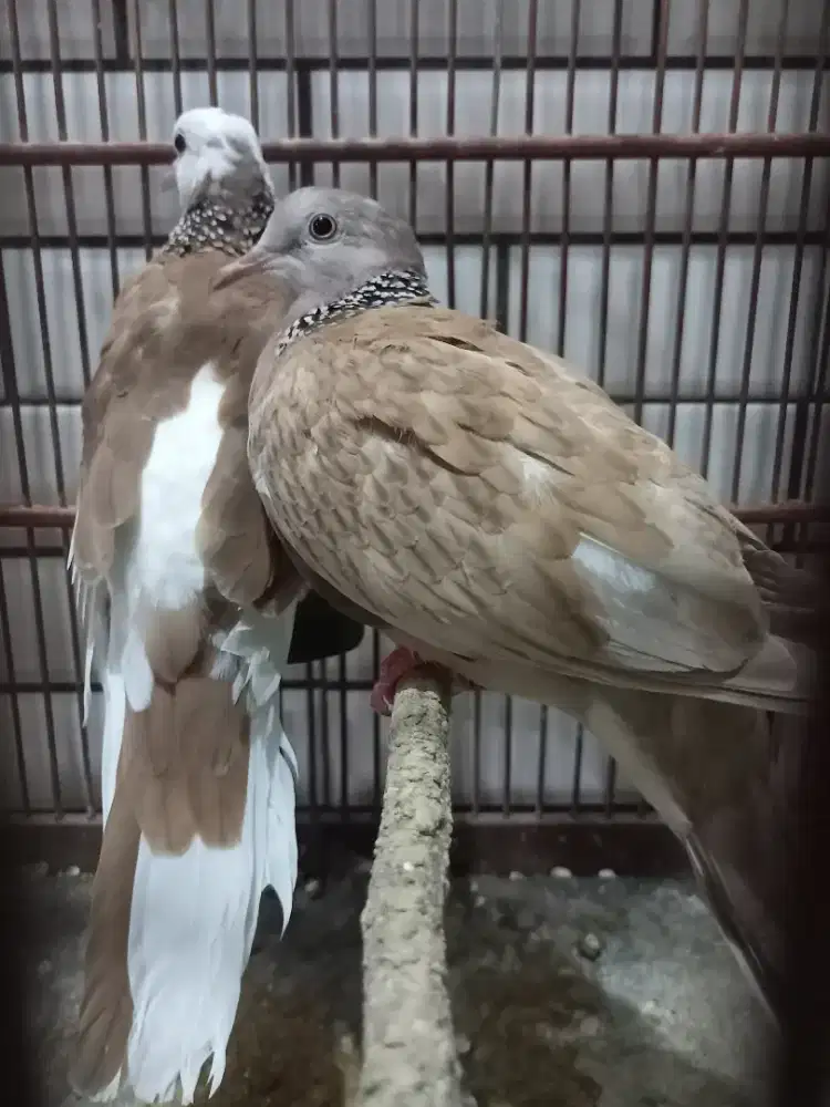Induk Tekukur Pencetak Mata Merah dan Blorok Extrem
