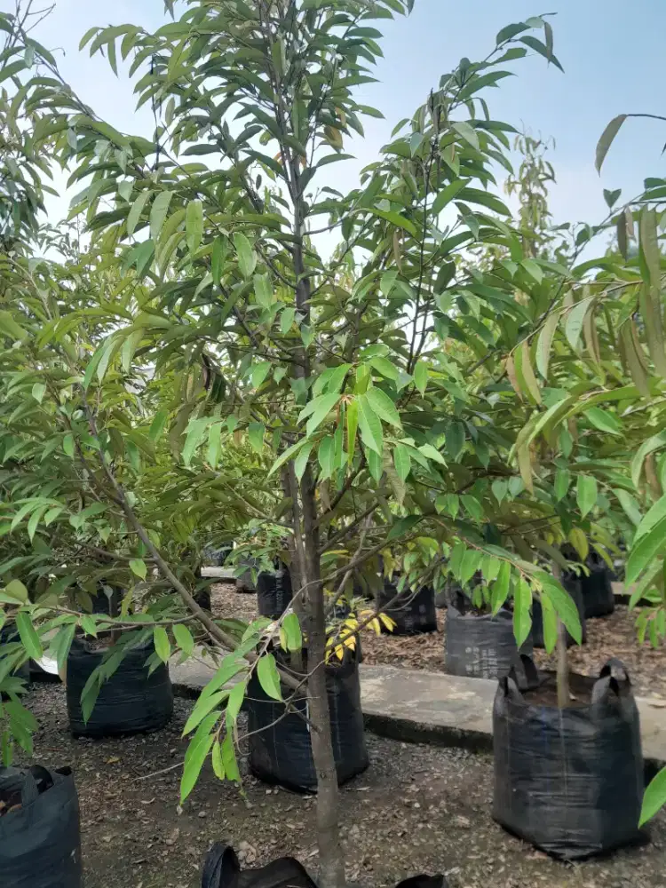 Menjual pohon durian yg siap berbuah