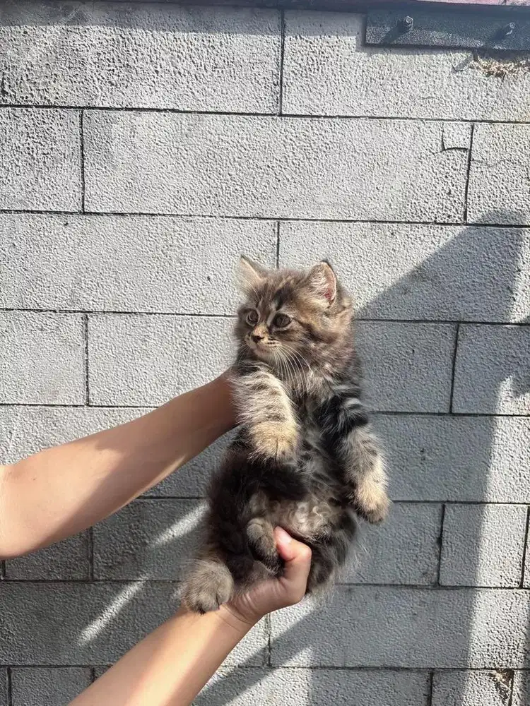 Jual Anakan Kucing