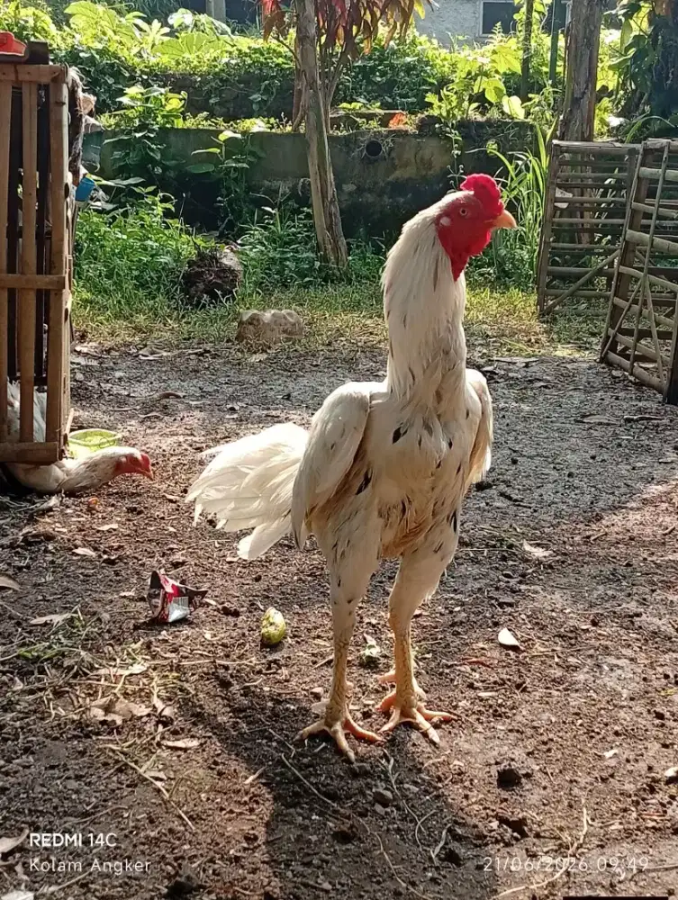 Jual ayam jenis pakoi