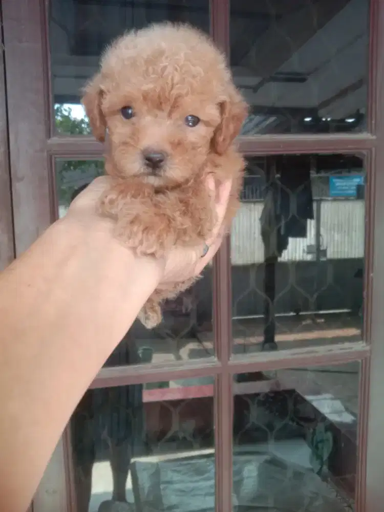 Anakan poodle jantan 1.5 bln