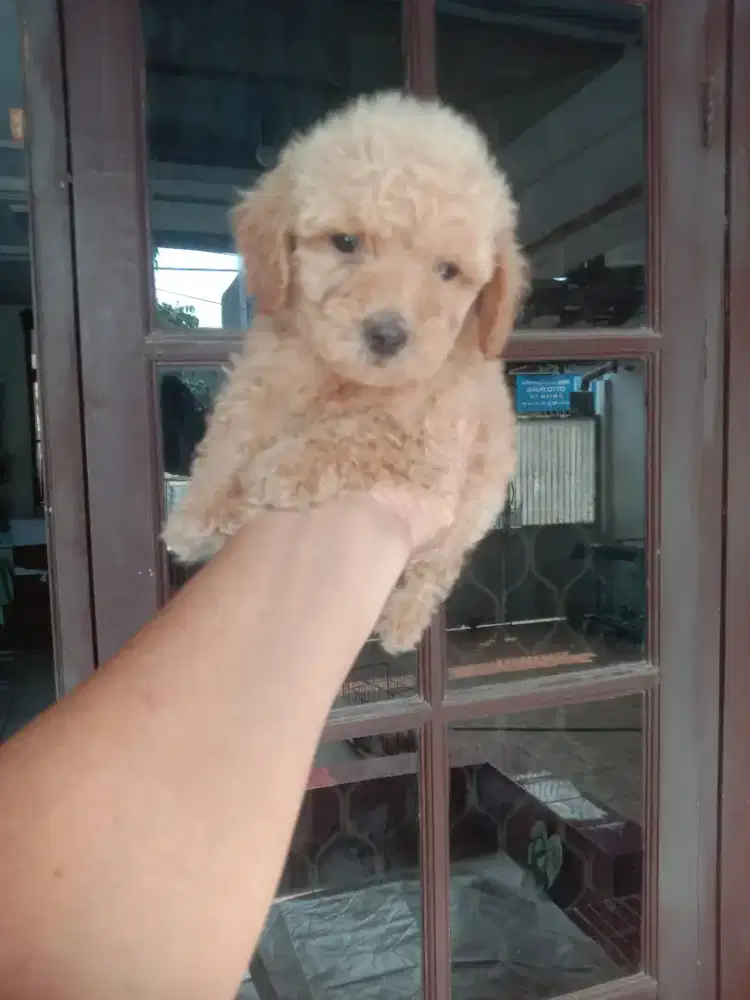 Anakan poodle jantan 1.5 bln