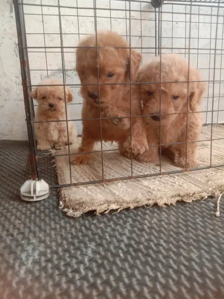 Borongan 3 anakan poodle 1.5 bln